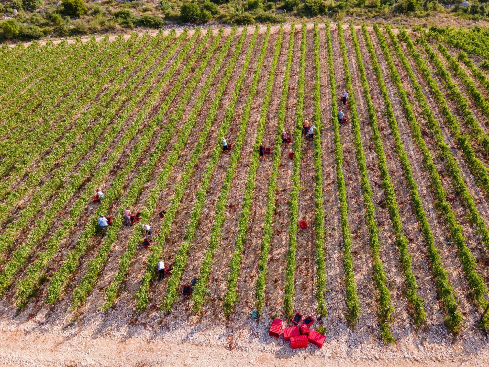 Winery Rizman B&B Slivno Ravno Εξωτερικό φωτογραφία